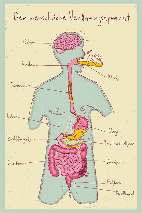 Poster das lymphsystem des menschen gelamineerd. Anatomie der Verdauung - Aponova Home & Care GmbH