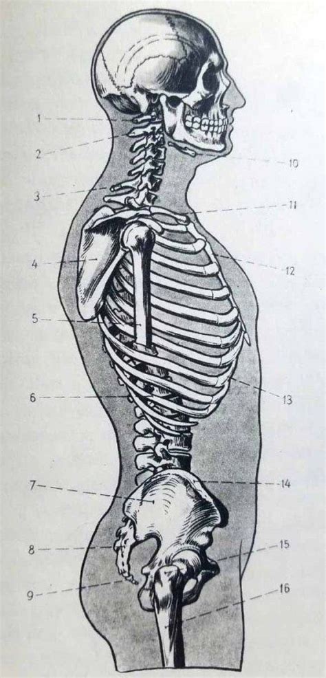 Anatomie Artistique Du Corps Humain Apprendre La Peinture Avec Elena