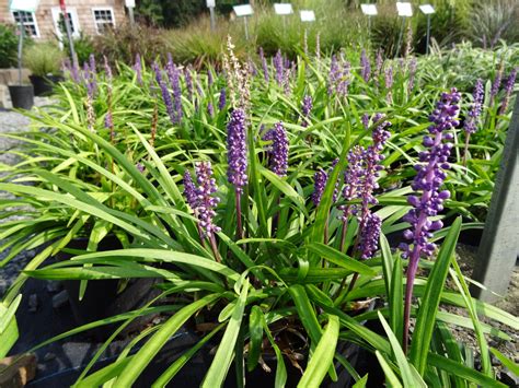 Lilyturf Liriope Muscari Ryeland