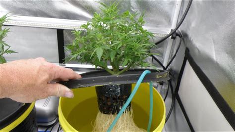 Growing Cannabis Indoors Hydroponic Dwc Plants