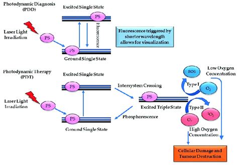 Principle Of Photodynamic Diagnosis And Photodynamic Therapy