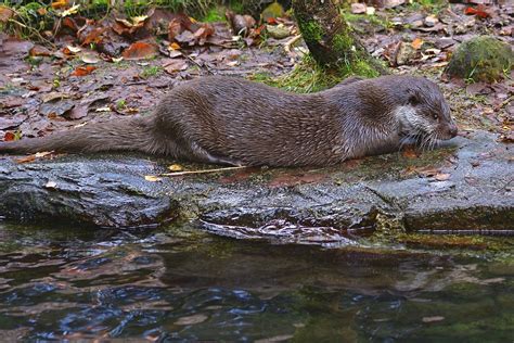 Artificial Otter Holts Emec Ecology