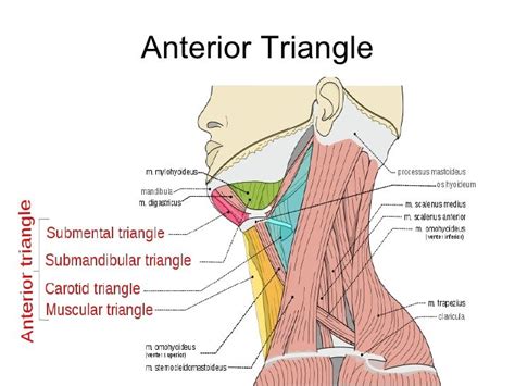 Triangles Of Neck Anatomy Anatomy Of The Neck Continuing Medical