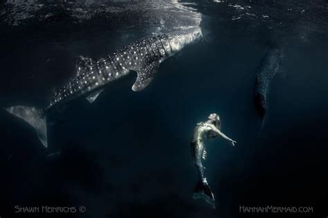 Hannah Mermaid Swimming With Whale Sharks In The Philippines By Shawn
