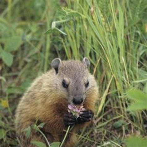 Check spelling or type a new query. Homemade Groundhog Repellent | Groundhog repellant ...