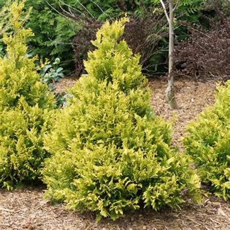 Fernspray Gold False Cypress Plant Addicts