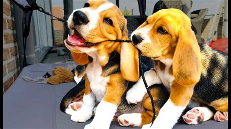 The Cutest Puppies Ever Beagle Puppies From 1 To 8 Weeks Old Youtube