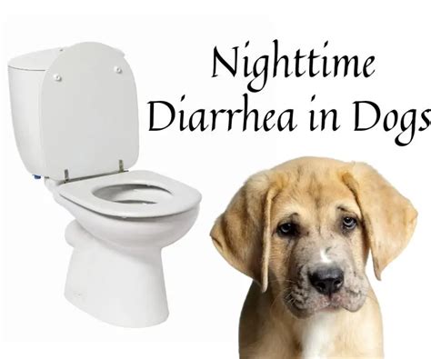 Help My Dog Has Diarrhea At Night Only