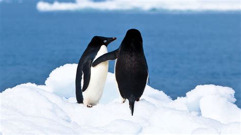 ‘a Polar Affair’ Delves Into A Centurylong Cover Up Of Penguin Sex