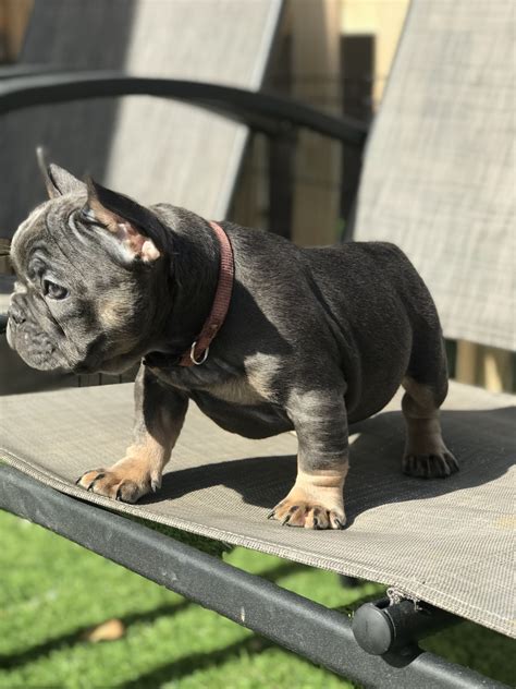 We place puppies in caring lifelong. French Bulldog Puppies For Sale | San Diego, CA #321777