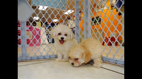 Adopt a puppy or dog in tampa, florida. Not, PuppyFind, Craigslist, Oodle, Kijiji, Hoobly, eBay, Marketplace, Jacksonville, Florida ...