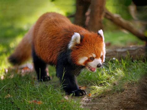 Red Pandas Animals Amazing Facts And Latest Pictures