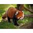 Red Pandas Animals  Amazing Facts & Latest Pictures Lover