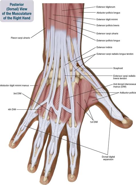 Tusindvis af nye billeder af høj kvalitet tilføjes hver dag. Tendons In Right Hand 7. Muscles Of The Forearm And Hand | Musculoskeletal Key photo, Tendons In ...
