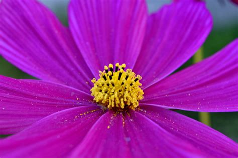Free Picture Nectar Petals Pink Pollen Blossom Summer Plant