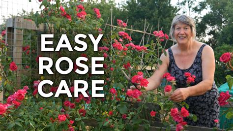 Rose Summer Care How To Care For Roses In The Summer June 2020