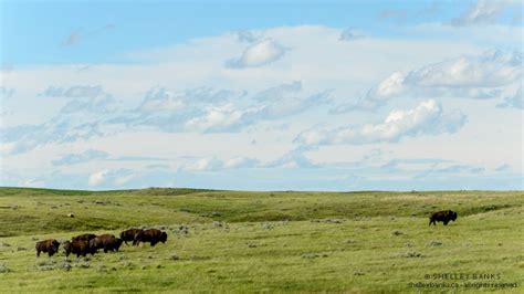 Prairie Nature Bison In Grasslands National Park Saskatchewan