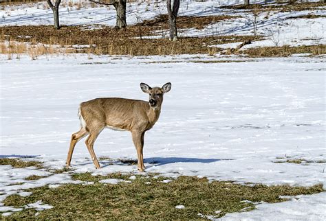 White Tail Deer Asp White Tail Deer In The Meadow On The N Flickr