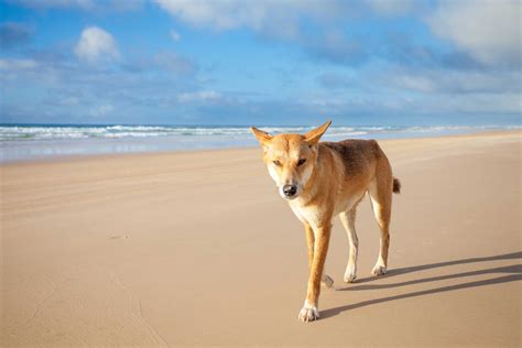 The Dingo Dog Breed Everything About Dingos