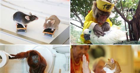 32 Animals Doing Amazing Things