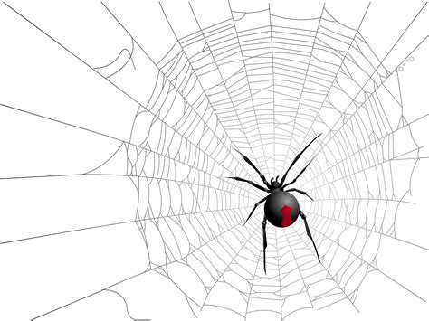 Widow Spiders Halloween Spider Web Spider Web Spider Png Download