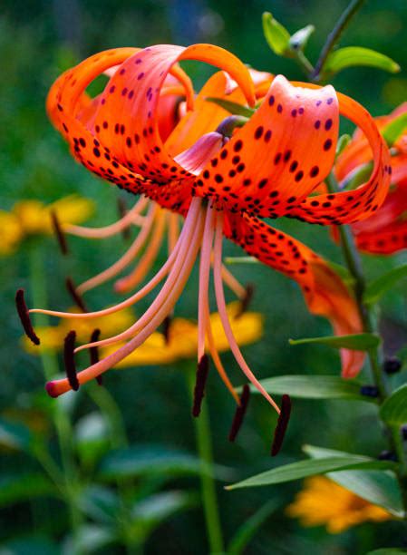 1100 Tiger Lily Buds Stock Photos Pictures And Royalty Free Images