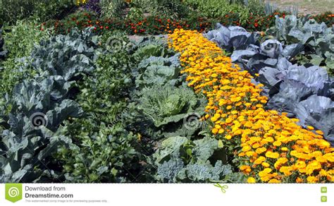Colourful Vegetable Garden Bed Stock Image Image Of