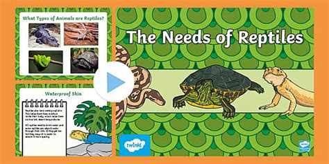 Activities For Kids To Learn About Reptiles Twinkl