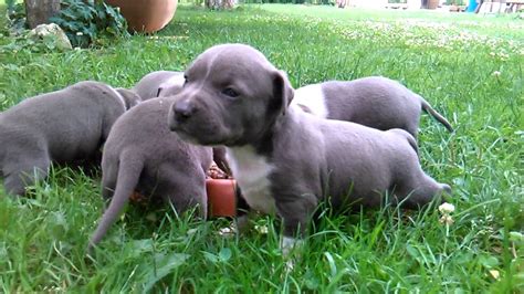 Blue American Staffordshire Terrier Puppies Youtube