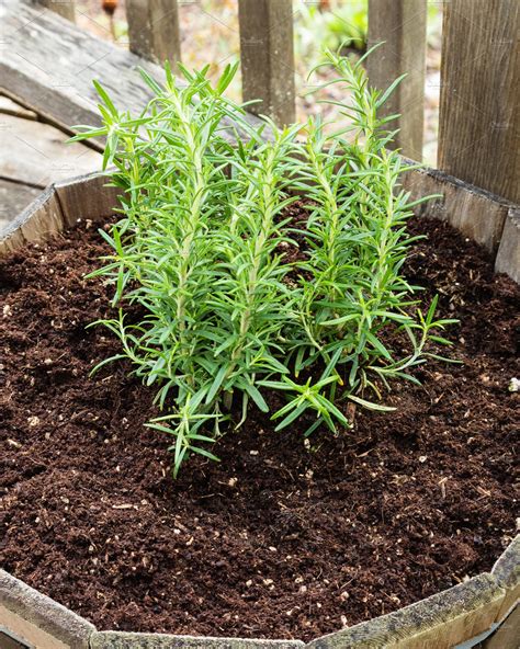 Rosemary Growing In A Container Containing Floraplant Plants And