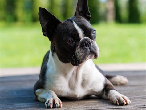 Boston Terrier Dog Breed Guide Spot