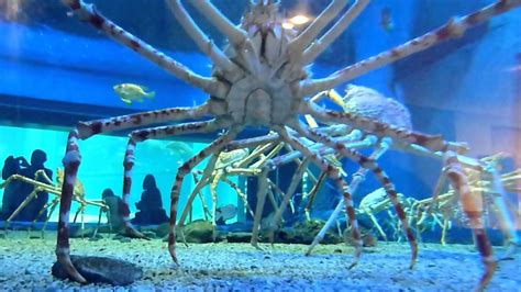 These Japanese Spider Crabs Are One Of The Most Incredible Water