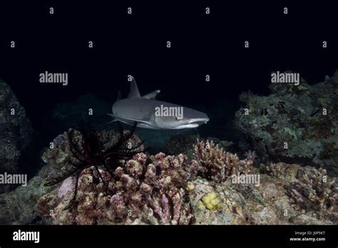 Whitetip Reef Shark Triaenodon Obesus Swim Over Coral Reef In The