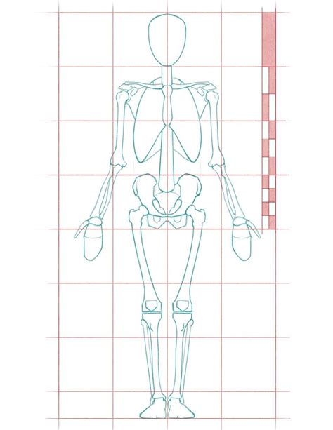 Tutorial Human Anatomy Proportions For Figure Drawing Focusing On The