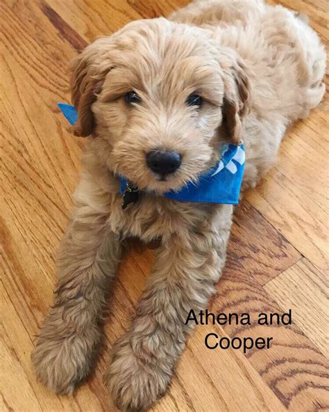 Luckily, many big dog breeds are exceptionally good with kids. Reviews - Golden Acres Puppies