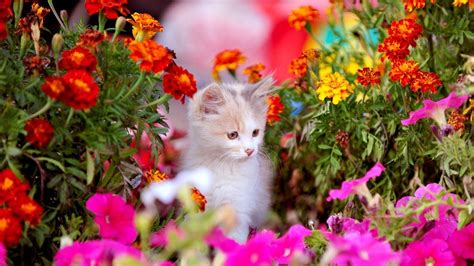 Cats And Flowers Wallpapers Wallpaper Cave