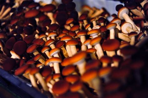Magic mushrooms to treat depression, a study says | NewsHub.co.uk