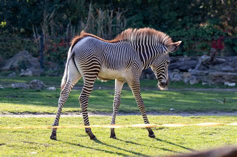 Zoo Leipzig Philipp Heisig