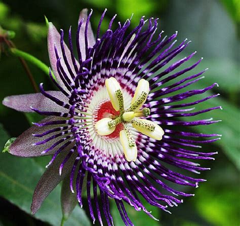 We did not find results for: 10 Most Beautiful Flowers in the World