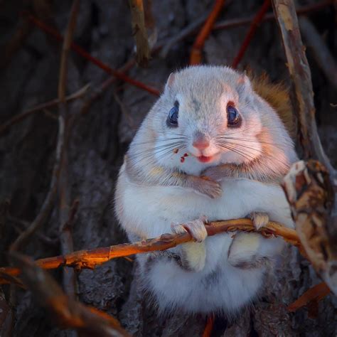 Japanese Dwarf Flying Squirrel Pet