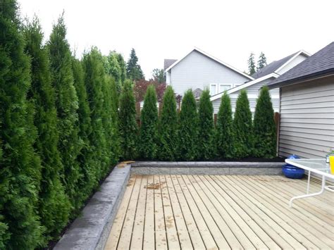 I need a little reassurance here, i bought 8 arborvitaes in little pots, they are about 1.5 ft high. Emerald Cedar Hedges for sale. WE DELIVER AND INSTALL ...