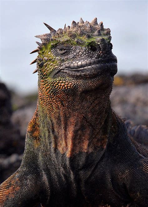 His Head Held High Regal Looking Marine Iguana On Fernandina Island