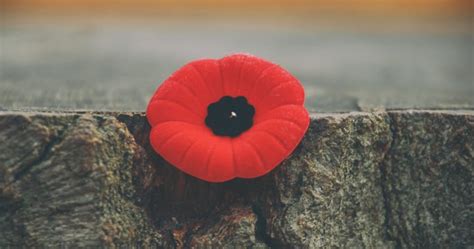 Roy Green A Remembrance Day Poppy For Your Thoughts National