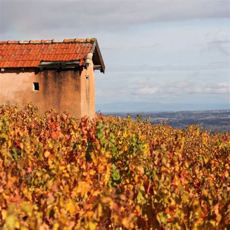Beaujolais Wine Region In Rhone France Winetourism Com