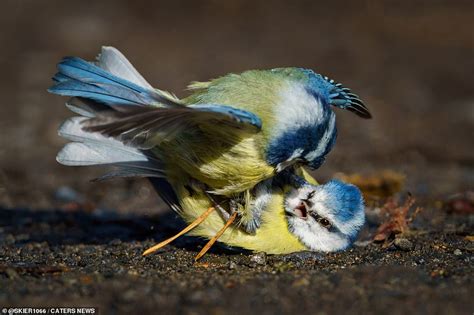Moment Two Male Blue Tits Come To Blows In Battle Over Territory That