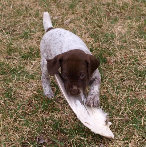 Gsp's are a very popular breed, and because of this, breeders have popped up everywhere touting their lines as the best. German Shorthaired Pointer Puppies For Sale In Ohio ...