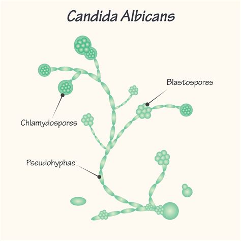 Diagram Of Candida Albicans 7165631 Vector Art At Vecteezy