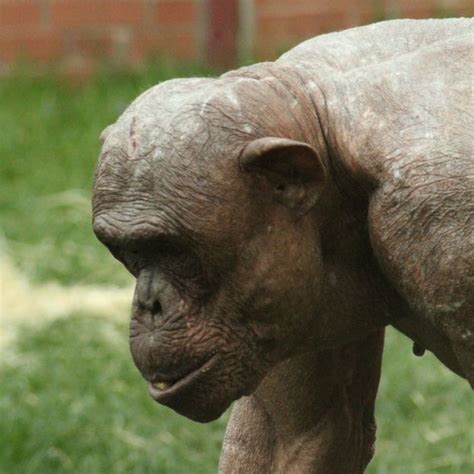 Twycross Zoos Hairless Chimp Mongo Dies Unexpectedly Bbc News