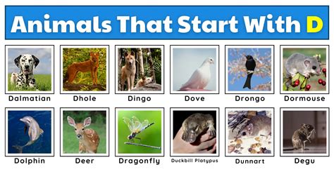 50 Distinctive Animals That Start With D Plus Fun Facts Worksheets