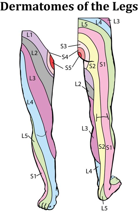 Dermatome Of Lower Extremity Heel Dermatomes Chart And Map My Xxx Hot